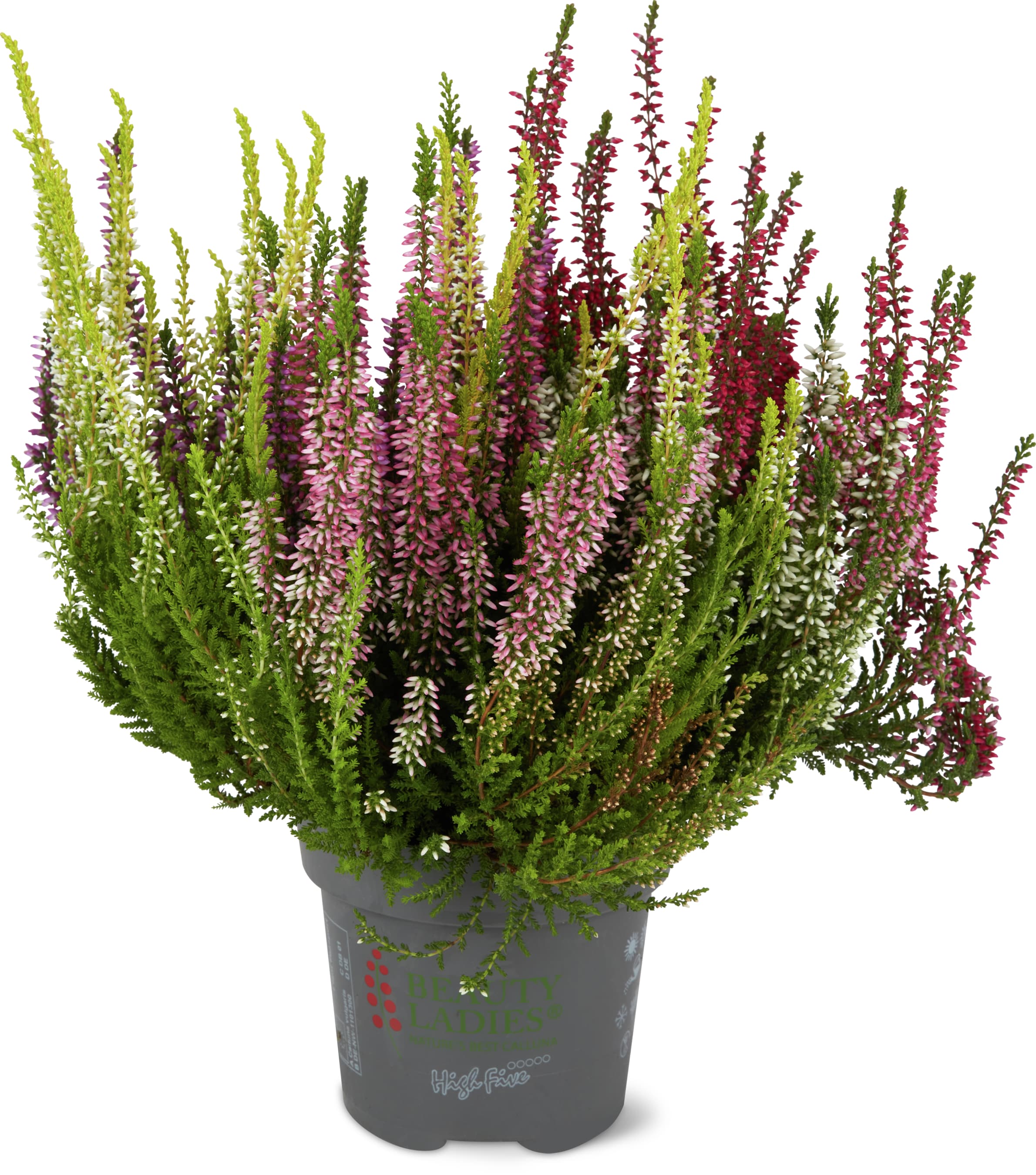 Calluna High Five